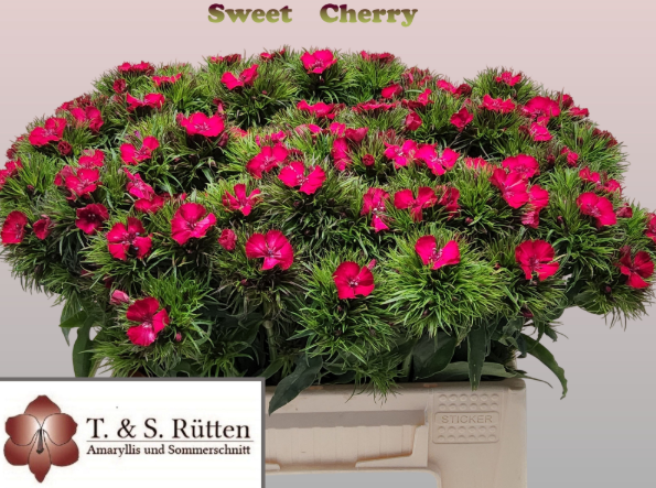 Bartnelke fuchsia sweet Cherry 40cm