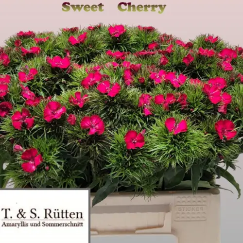 Bartnelke fuchsia sweet Cherry 40cm