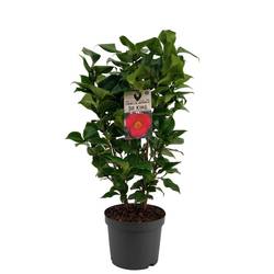 Camellia Japonica 6-R rot/rosa T19 H065