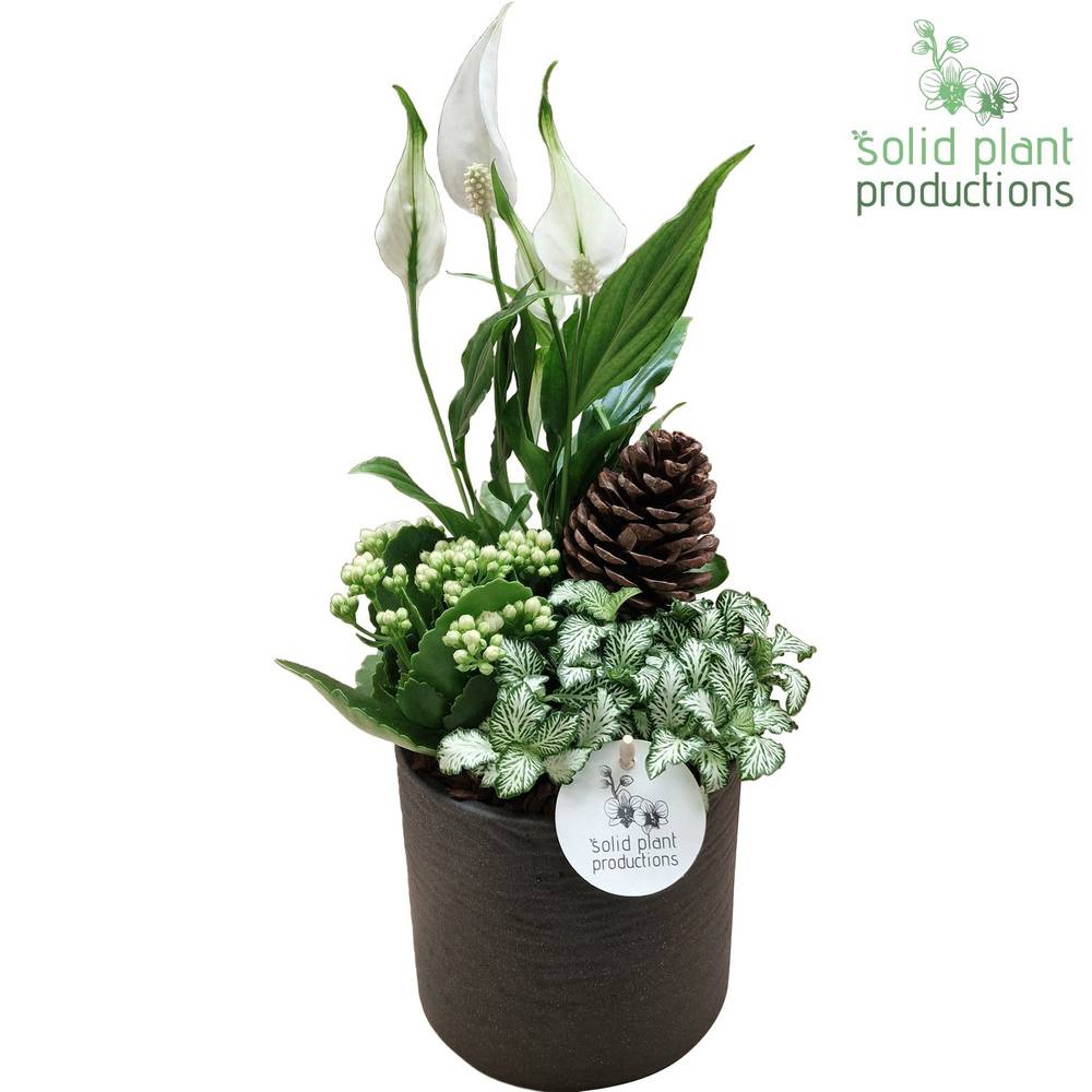 Spath.Arr SP001 Amy grau Herbst T13 H035