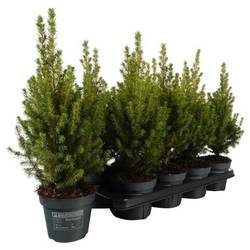 Picea Glauca Perfecta PTK254 T13 H043