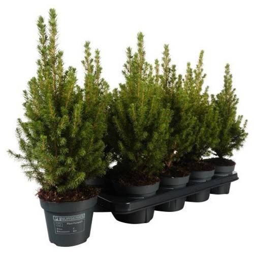 Picea Glauca Perfecta PTK254 T13 H043