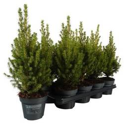 Picea Glauca Perfecta PTK254 T13 H043