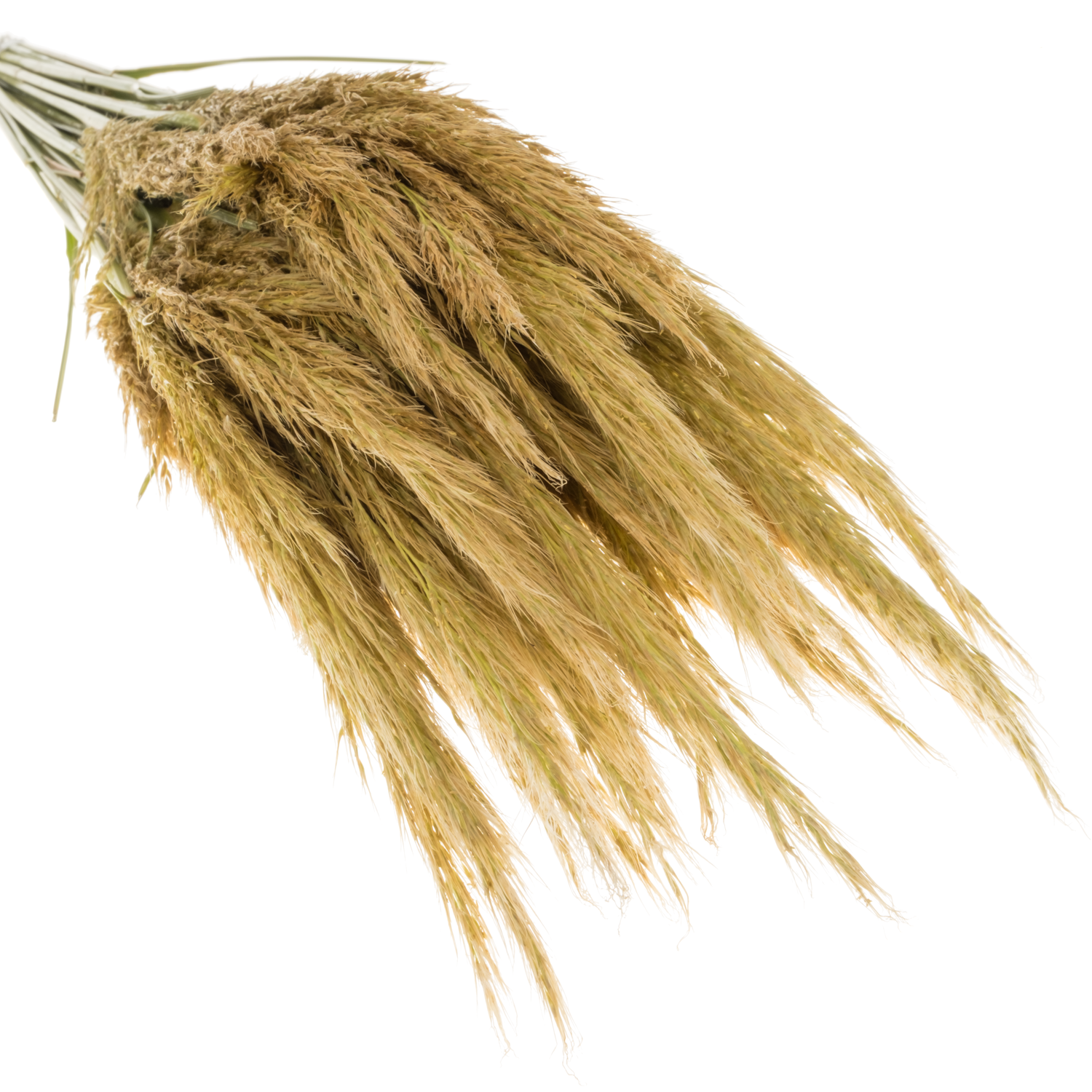 Ziergras hell grün Cortaderia richardii 100cm
