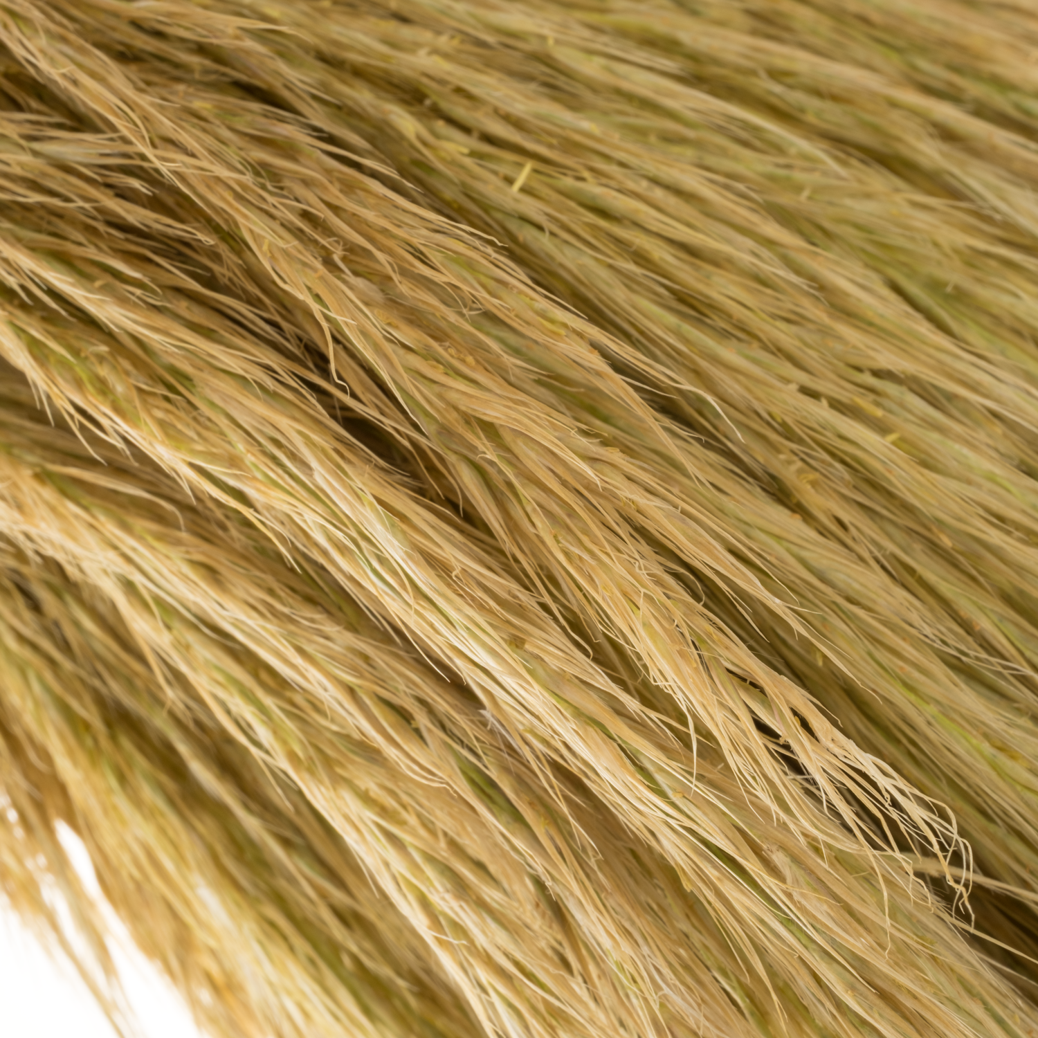 Ziergras hell grün Cortaderia richardii 100cm