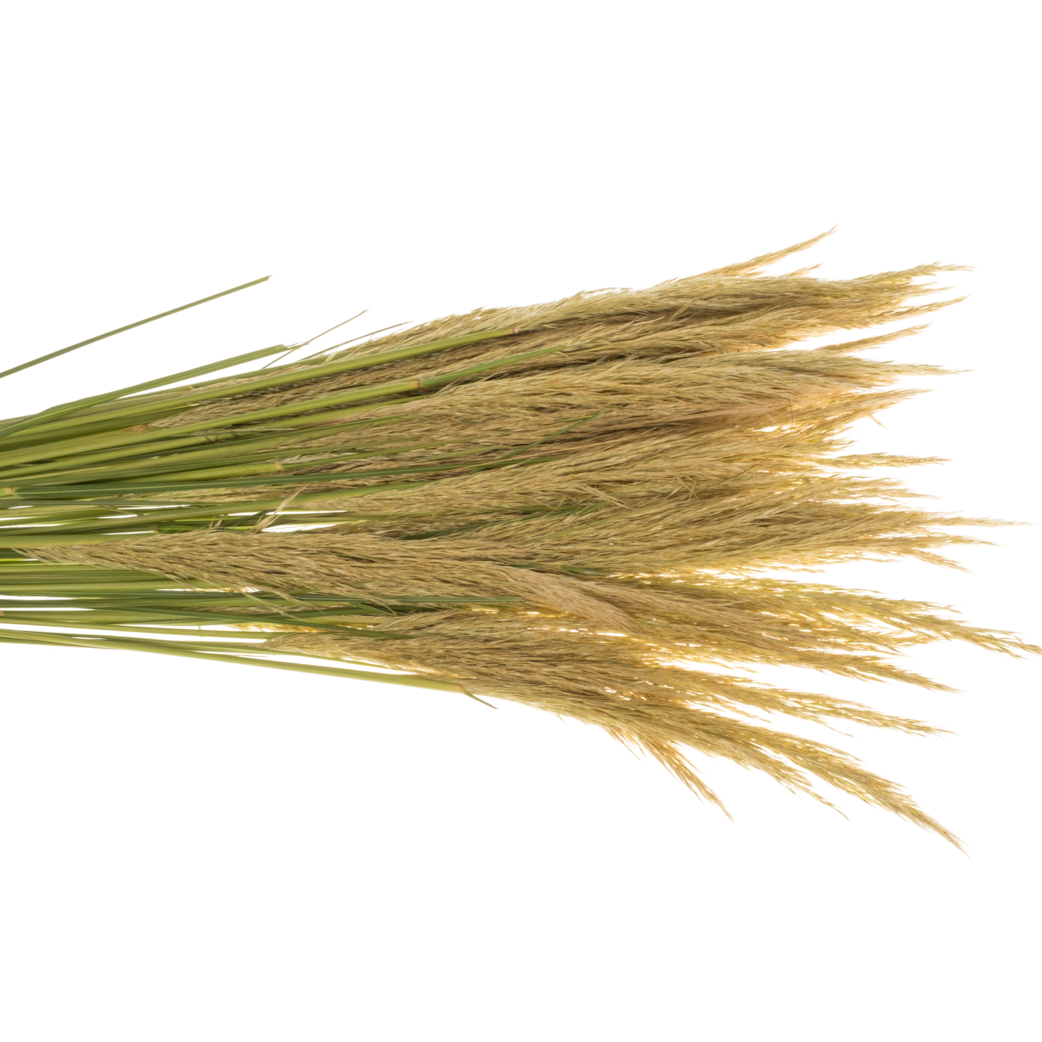 Ziergras hell grün Cortaderia richardii 100cm