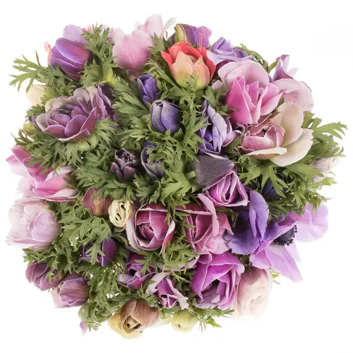 Anemone lila Pastello Cenere Italien Ex 40cm