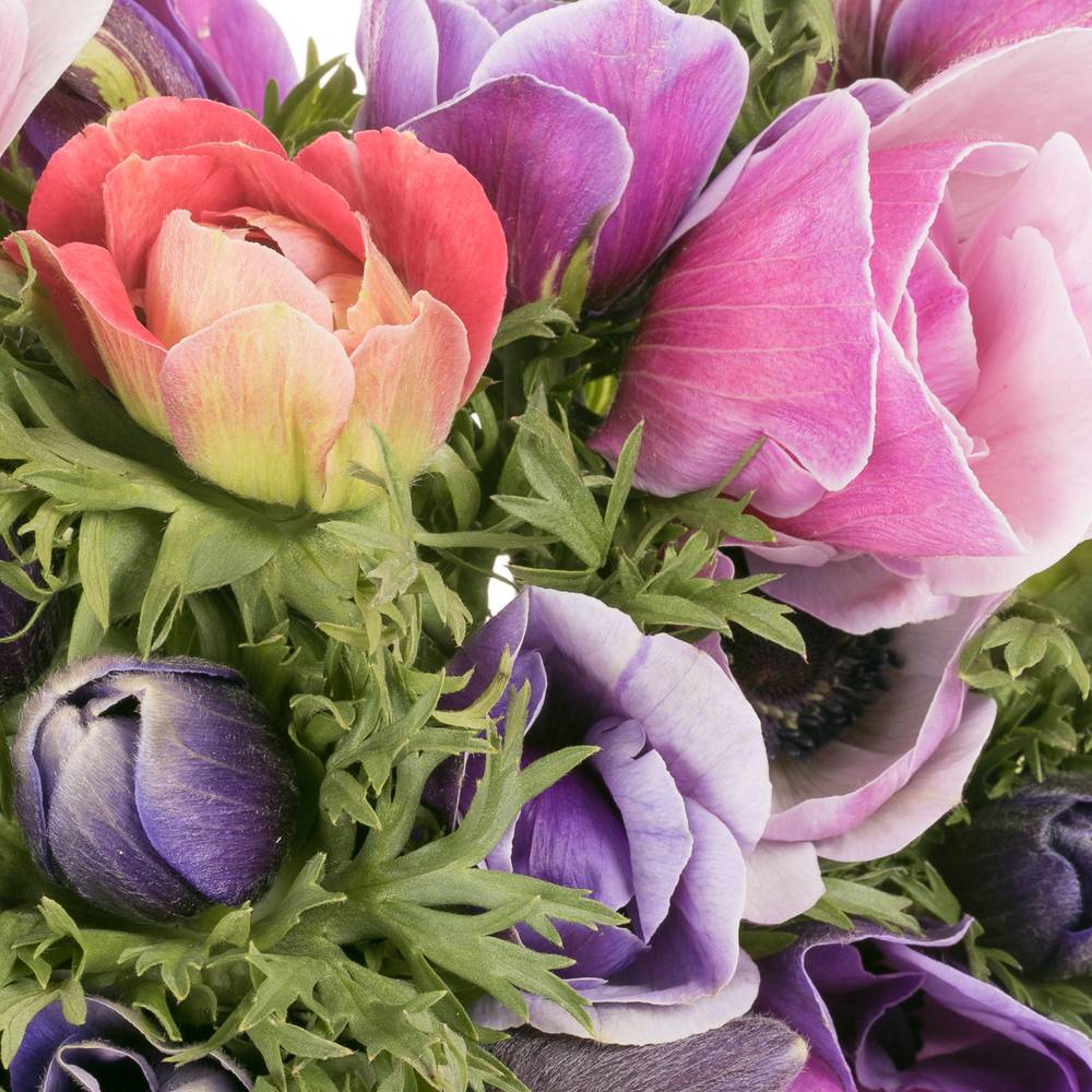 Anemone lila Pastello Cenere Italien Ex 40cm