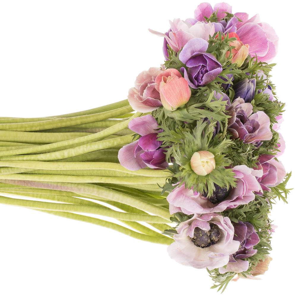 Anemone lila Pastello Cenere Italien Ex 40cm