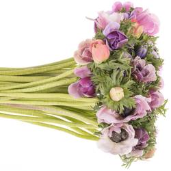Anemone lila Pastello Cenere Italien Ex 40cm