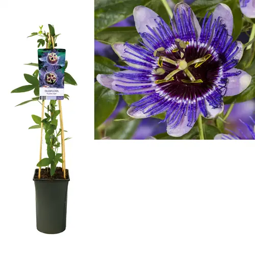 Passiflora Purple Haze T17 H075