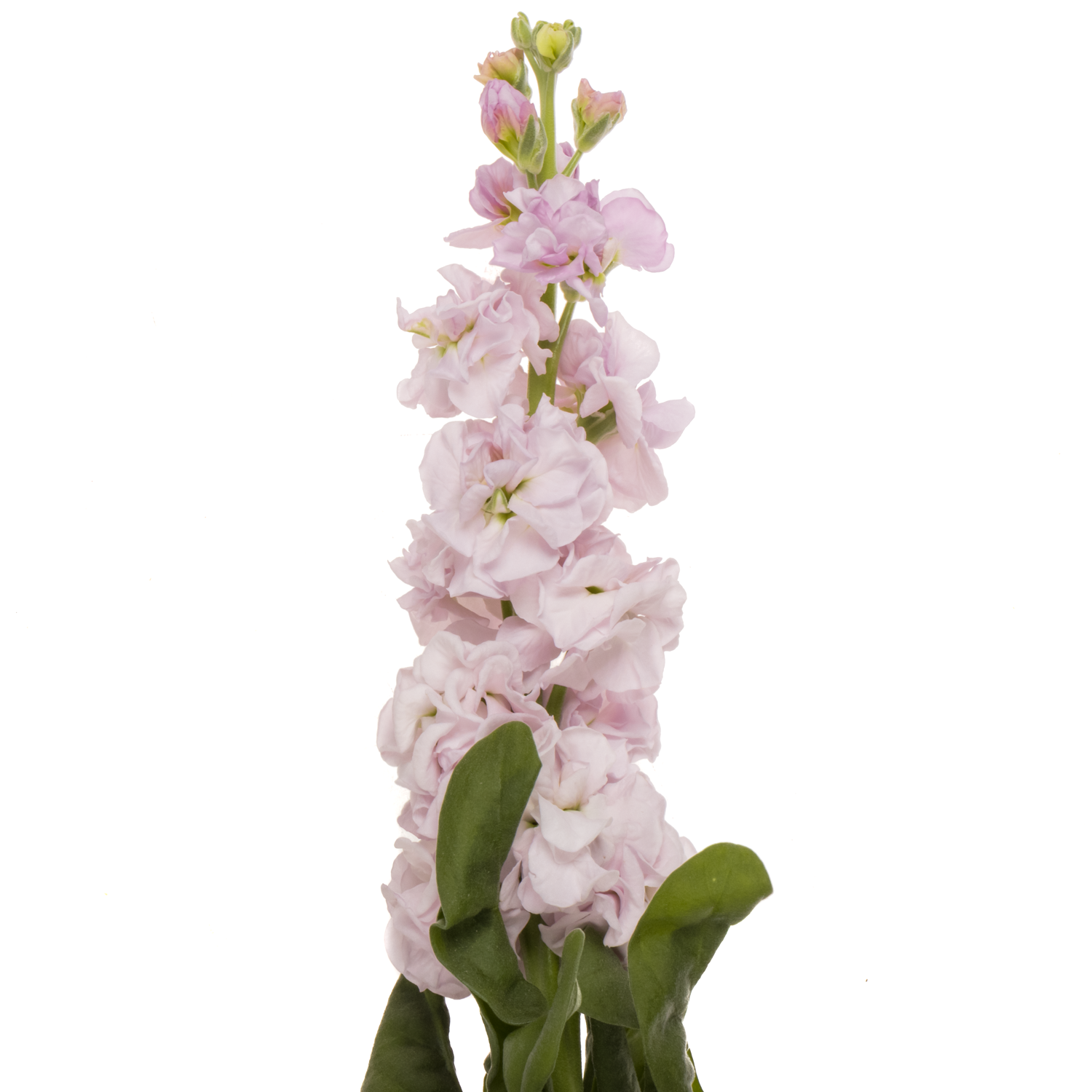 Levkoje hell rosa Iron Cherry Blossom Italien 65cm