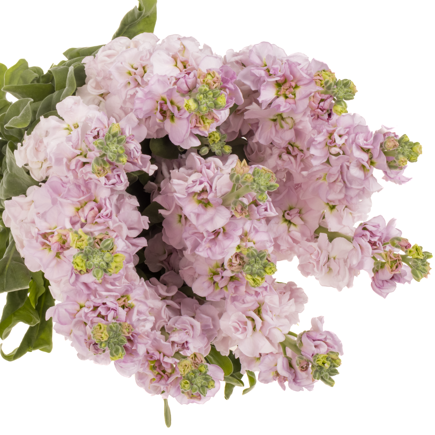 Levkoje hell rosa Iron Cherry Blossom Italien 65cm