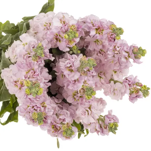 Levkoje hell rosa Iron Cherry Blossom Italien 65cm