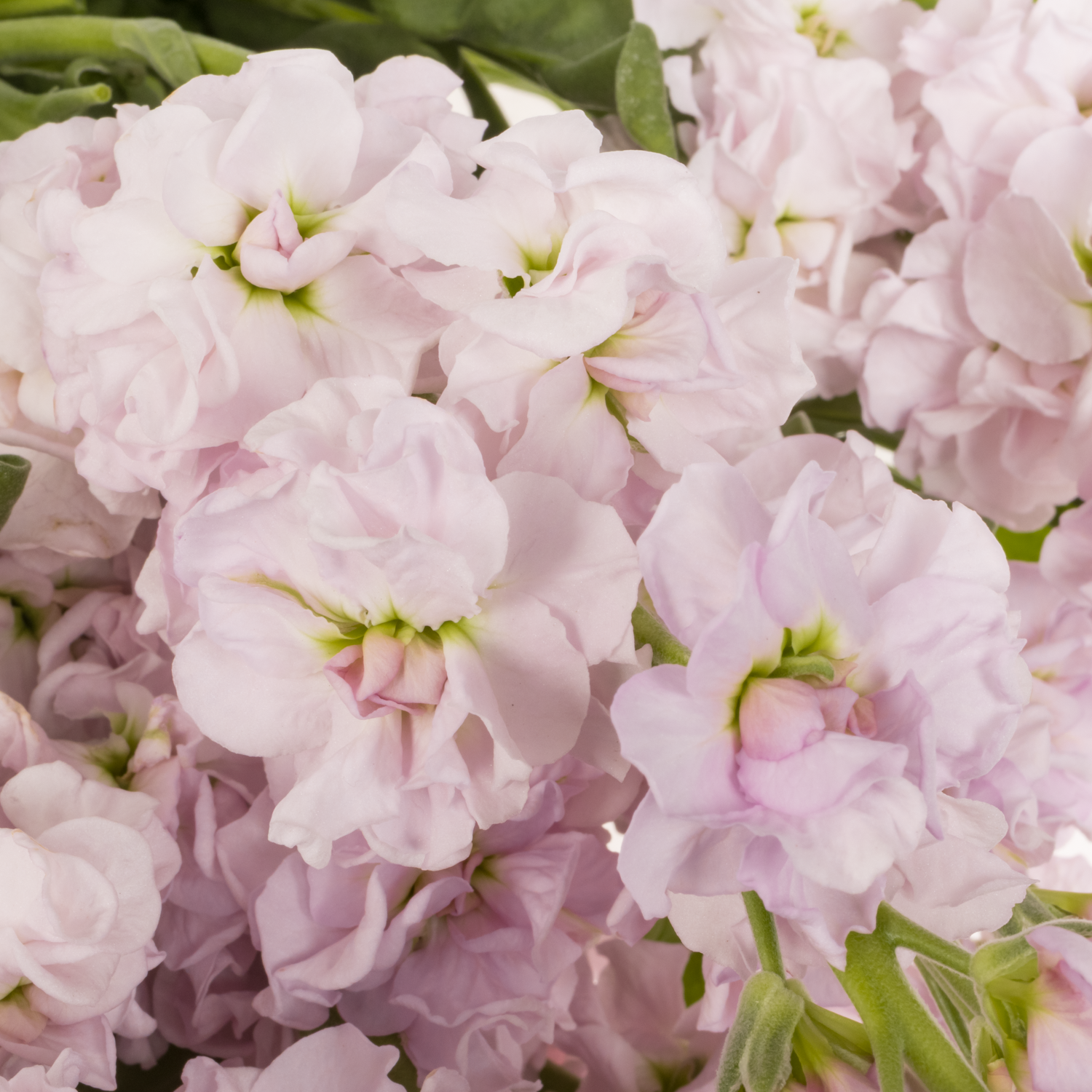 Levkoje hell rosa Iron Cherry Blossom Italien 65cm