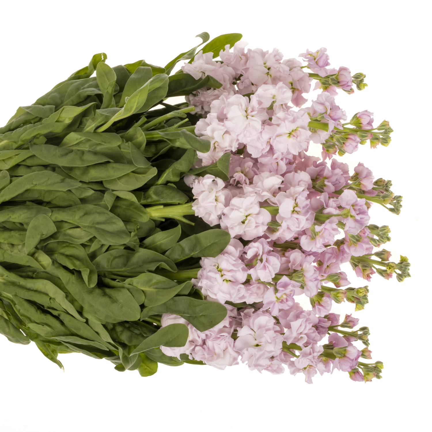 Levkoje hell rosa Iron Cherry Blossom Italien 65cm