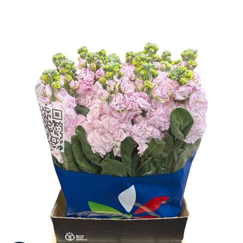 Levkoje hell rosa Iron Cherry Blossom 55cm Italien