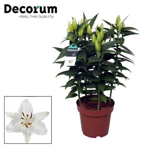 Lil.Or.5er weiss Oxygen T19 H050