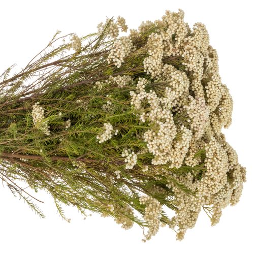 Cooks weiss Snow 70cm