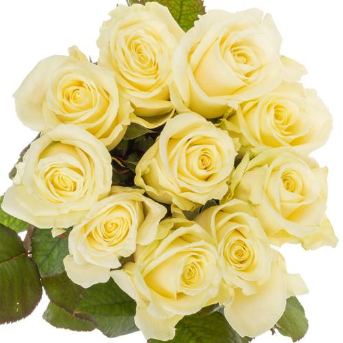 Rose creme/weiss Avalanche (Berg Roses) 40cm