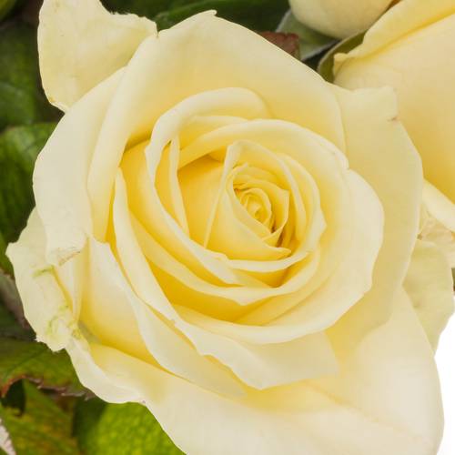 Rose creme/weiss Avalanche (Berg Roses) 40cm