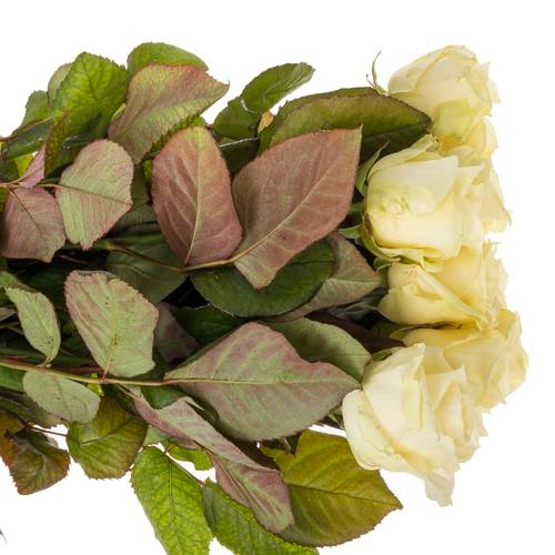 Rose creme/weiss Avalanche (Berg Roses) 40cm