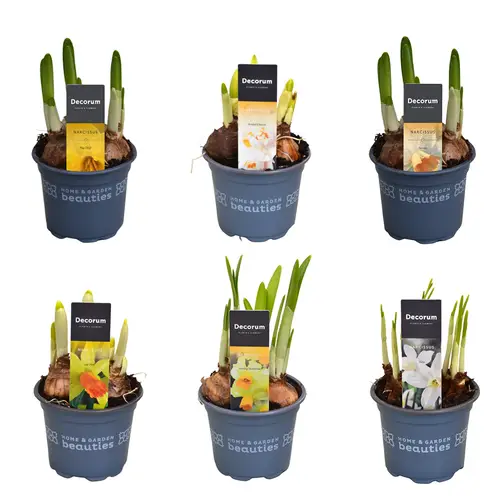 Narzisse 3x12 versch. Sorten T09 H020