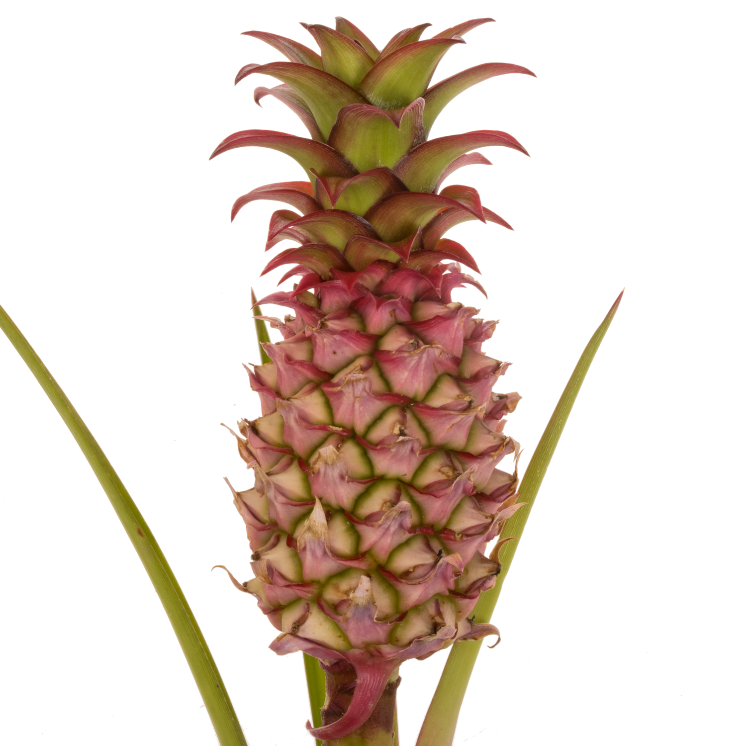 Ananas rosa Anaue 45cm