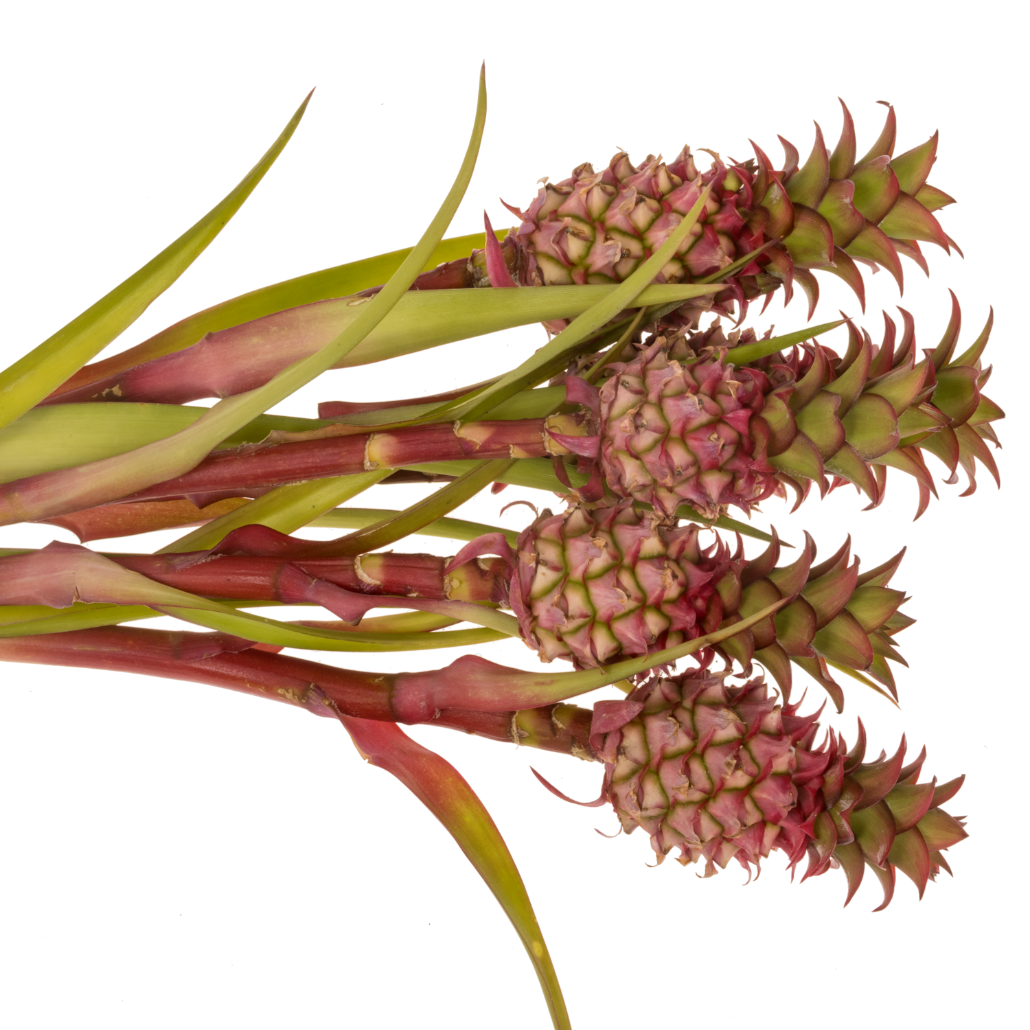 Ananas rosa Anaue 45cm