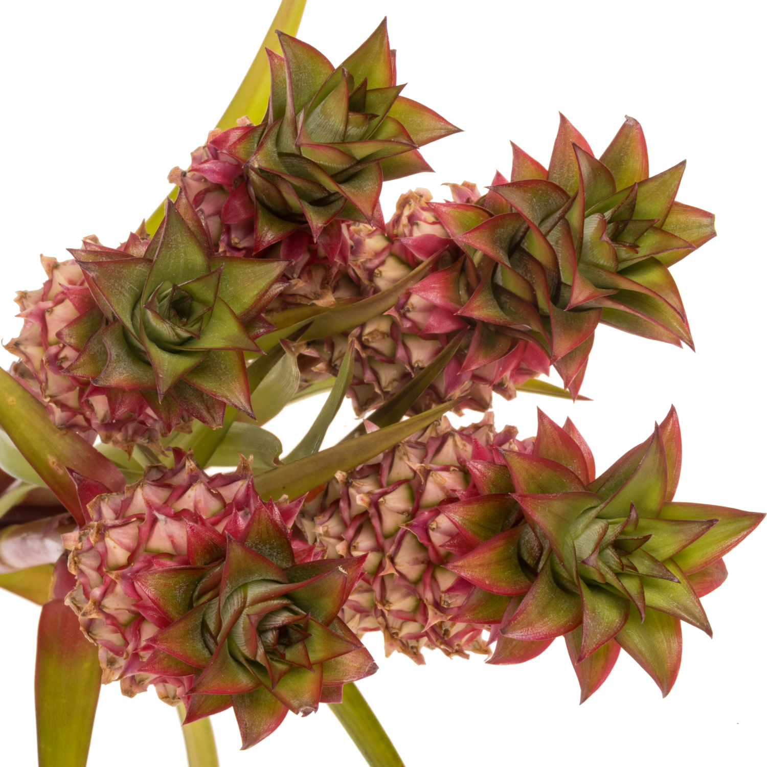 Ananas rosa Anaue 45cm