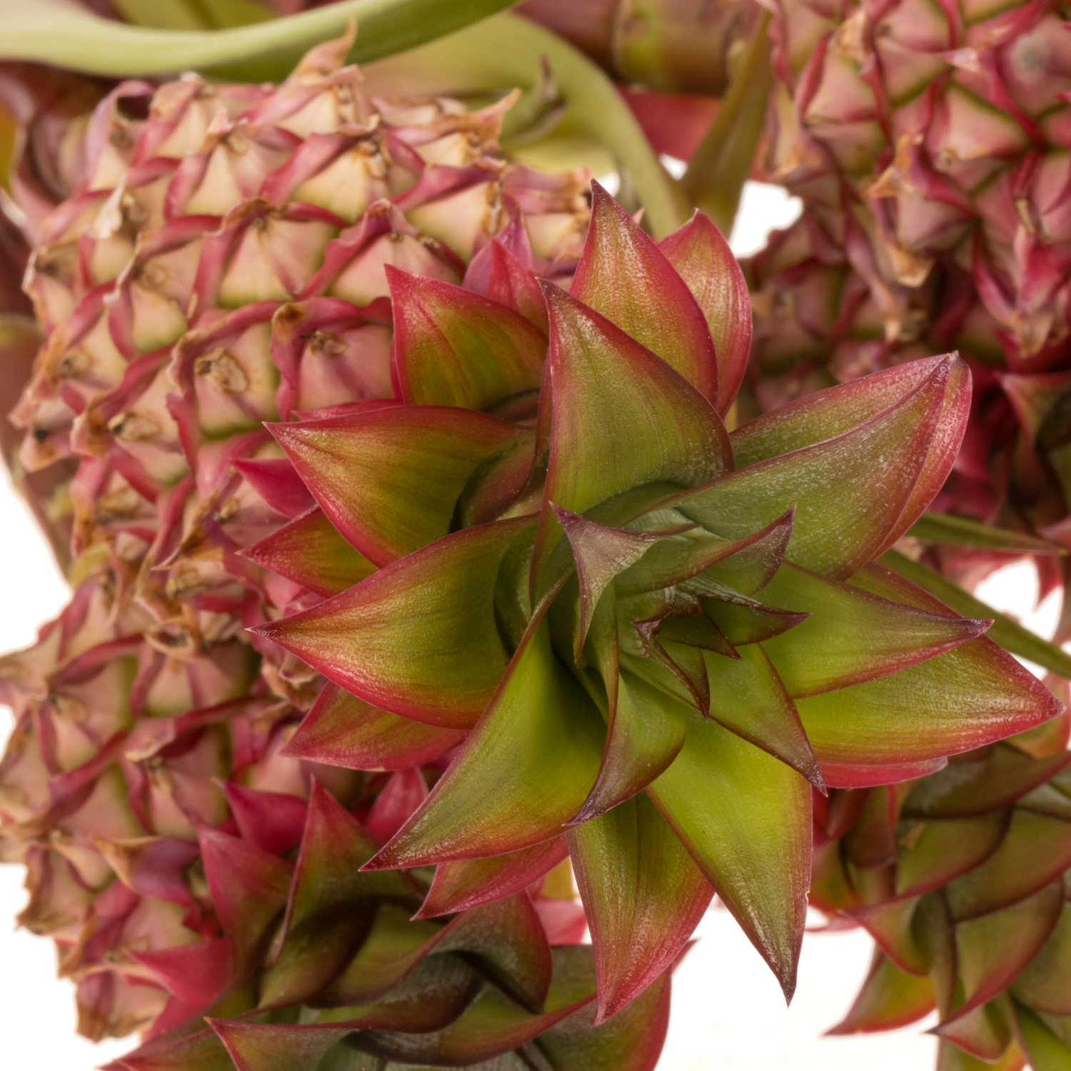 Ananas rosa Anaue 45cm