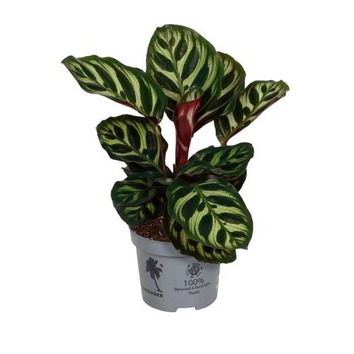 Calathea Makoyana T09 H015