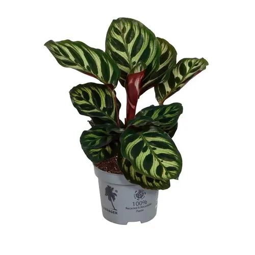 Calathea Makoyana T09 H015
