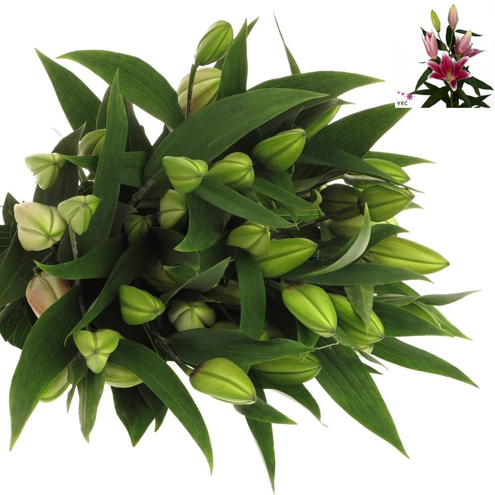 Lilie orientalisch weiss/lila Joop 5+Blüte 80cm