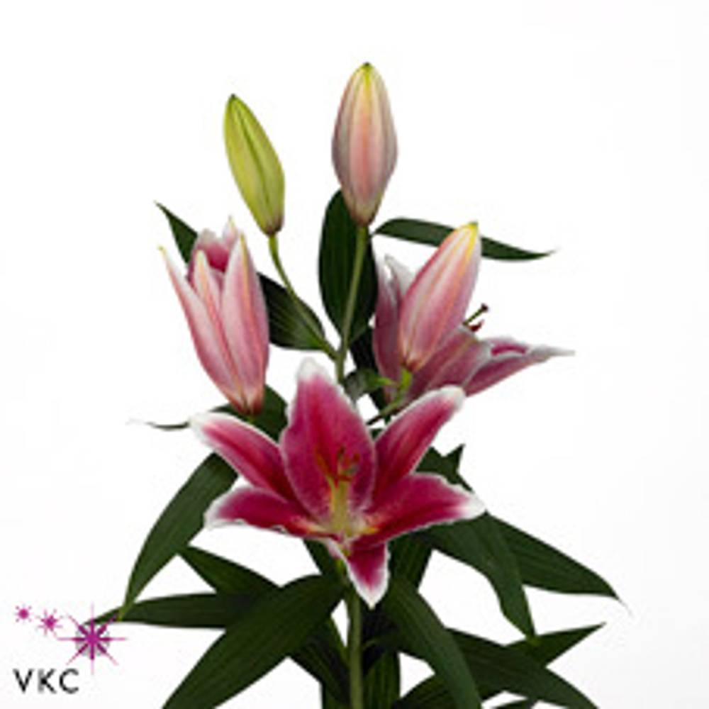 Lilie orientalisch weiss/lila Joop 5+Blüte 80cm