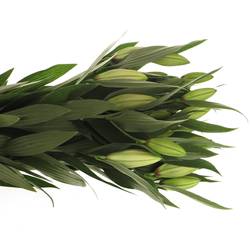 Lilie orientalisch weiss/lila Joop 5+Blüte 80cm