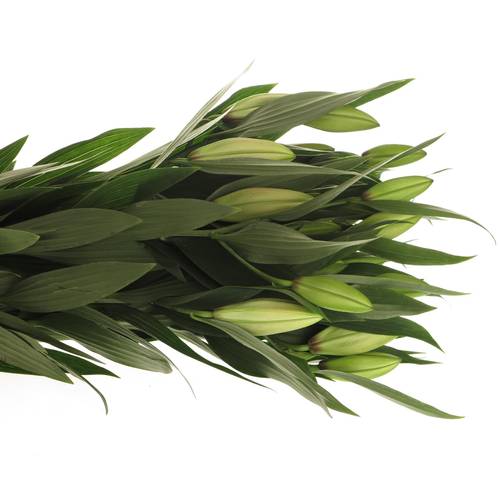 Lilie orientalisch weiss/lila Joop 5+Blüte 80cm