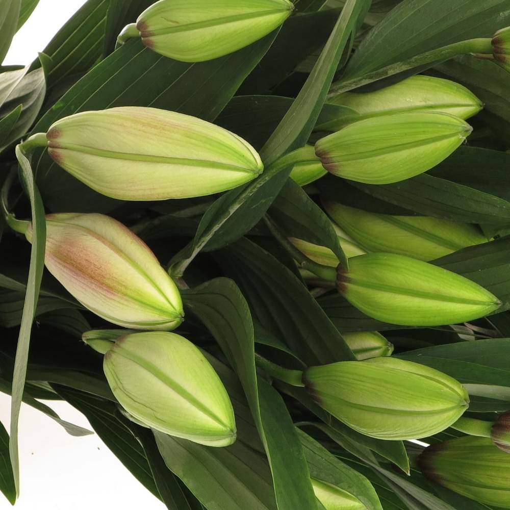 Lilie orientalisch weiss/lila Joop 5+Blüte 80cm