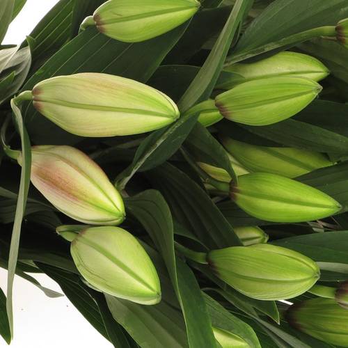 Lilie orientalisch weiss/lila Joop 5+Blüte 80cm