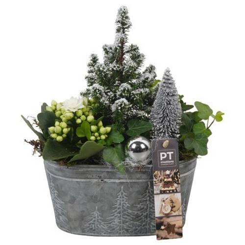 Chamaecyp.Arr PTCHW4320 Weihnachten T18 H026