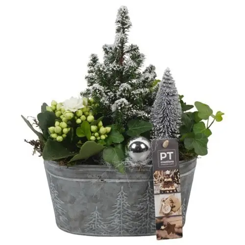 Chamaecyp.Arr PTCHW4320 Weihnachten T18 H026