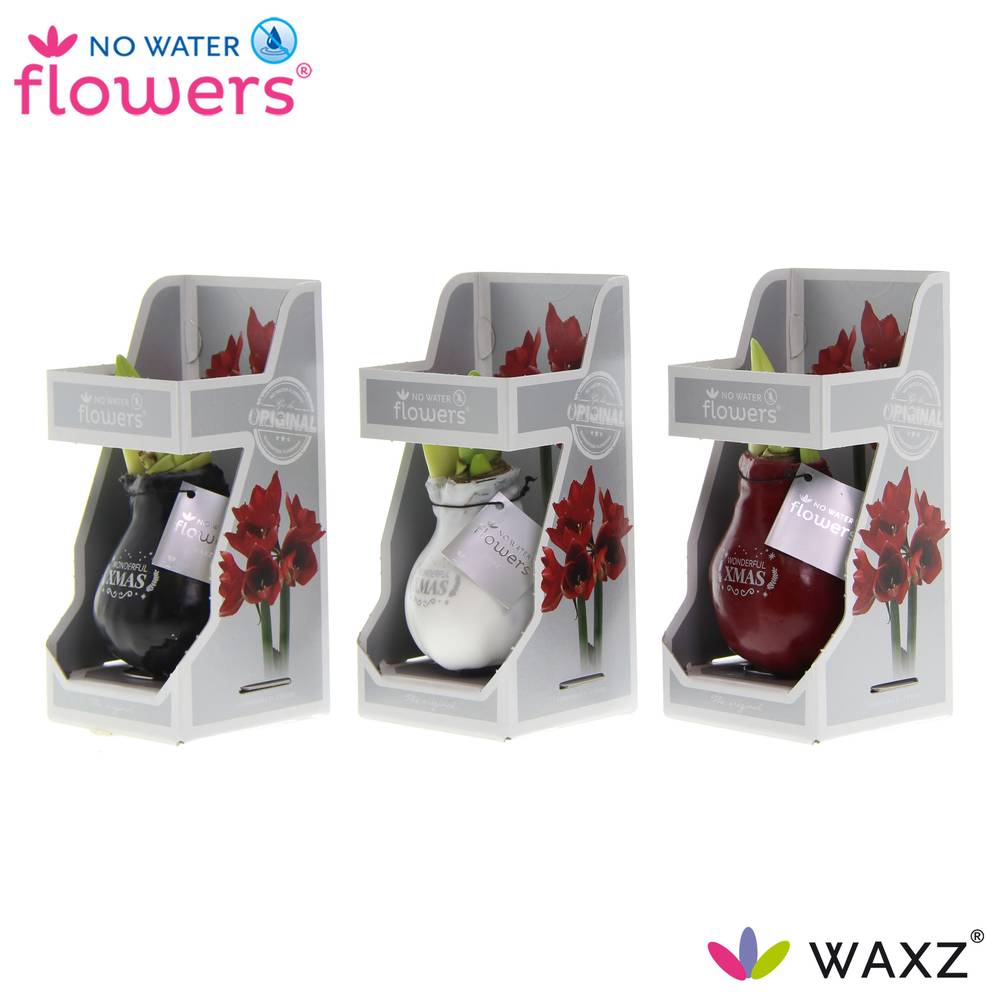 Amar.Bol Wachs im Giftbox mix Xmas rote Bl. 32cm H020