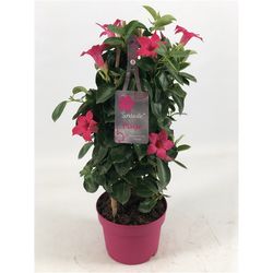 Mandeville Dipl. rosa pyramide T17 H055