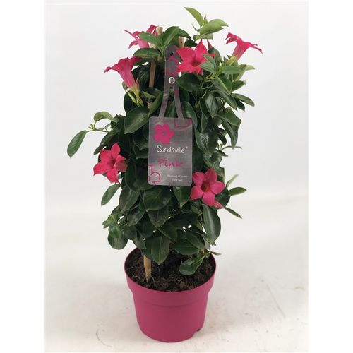 Mandeville Dipl. rosa pyramide T17 H055