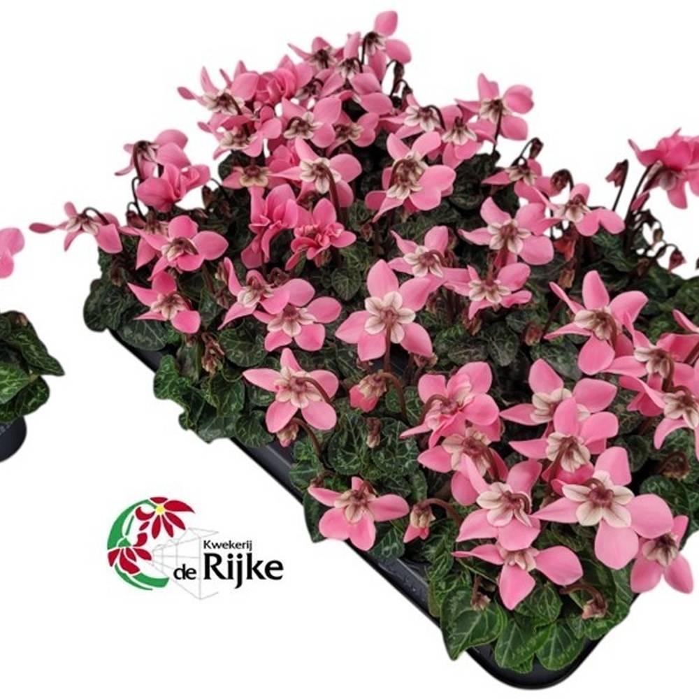 Cyclame rosa Dijx mini T07 H015