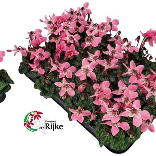 Cyclame rosa Dijx mini T07 H015