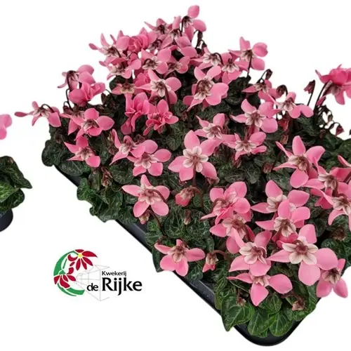 Cyclame rosa Dijx mini T07 H015