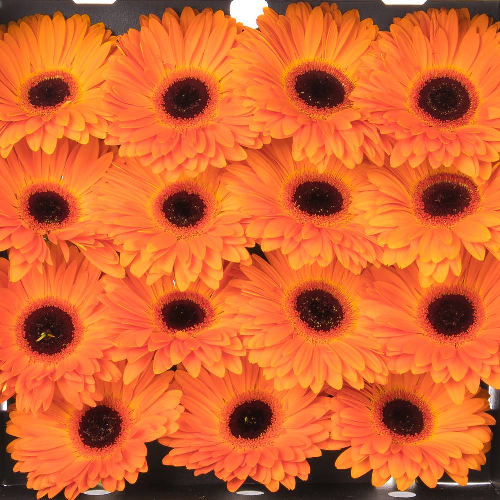 Gerbera orange Dutch Pride