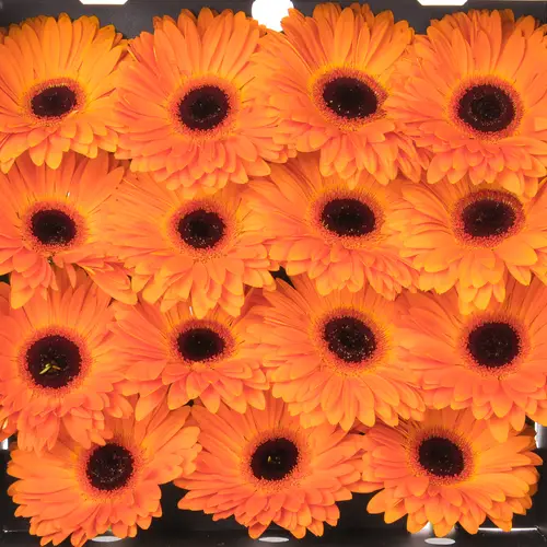 Gerbera orange Dutch Pride