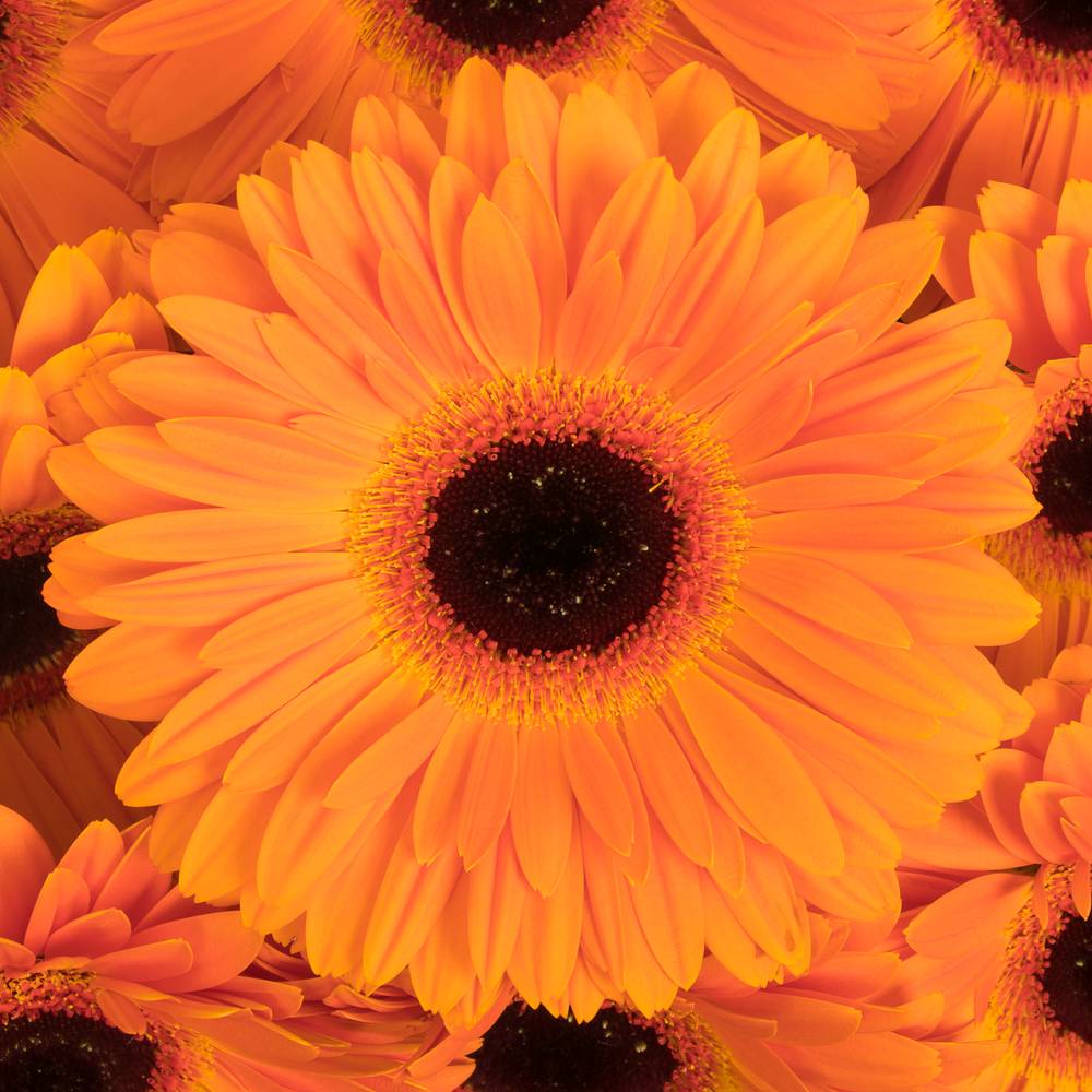 Gerbera orange Dutch Pride